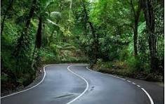 Fern Gully