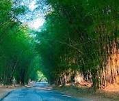 Holland Bamboo (Bamboo Avenue)